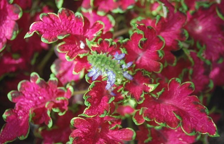 thumbnail image 2 of 100 Seeds Janpanse Bonsai Coleus Plant Rainbow Dragon Foliage Plants 2 of 12