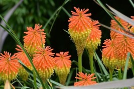 25 Rooperi Torch Lily Hot Poker Flower Seeds Perennial 532 Gardening Fresh USA S - £11.87 GBP