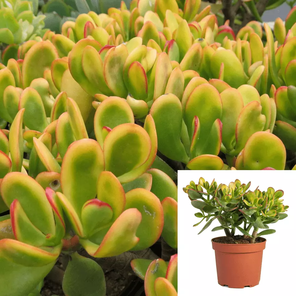 10 Cuttings Crassula Ovata Sunset Golden Jade Succulent Not Rooted Live ... - $28.99