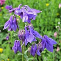 100 Dwarf Columbine Flower Seeds Woodlands Wildflower Shade Patio Contai... - $51.48 MXN