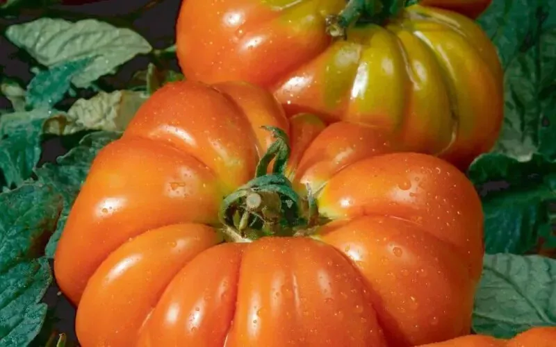 50 Seeds Delizia Tomato Juicy Vegetable Fresh USA Fast Shipping - £12.75 GBP