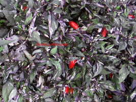 Capsicum Annuum Calico Pepper Edible Ornamental 15 Seeds Garden Beautiful USA Se - £16.98 GBP