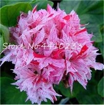 Kasuki Seed 50  pcs Colorful Geranium Seed Beautiful Garden Flower Perennial Fle - £22.13 GBP