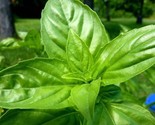 1500 Lemon Basil Seeds Ocimum Basilicum Herb Organic Heirloom Non Gmo Fa... - $8.99