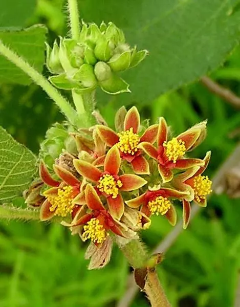 Grewia Villosa Shrub 5 Seeds Endangered Edible Mallow Raisin - £7.41 GBP