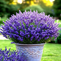 800+ Lavender Vera Seeds Perennial Spring Mosquito Pest Repellent - $8.67