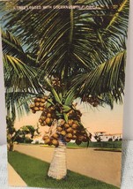 Vintage Postcard Florida Coconut Tree Vtg Palm Tree Tropical - £3.14 GBP