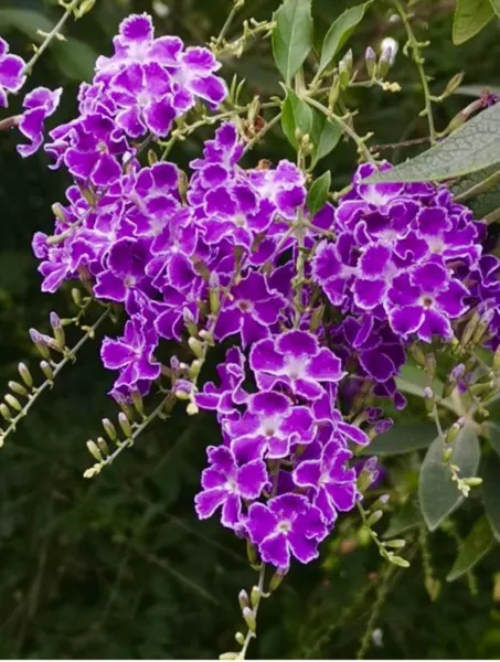 Duranta Erecta Golden Dewdrop Pigeon Berry 25 Seeds 2023 Usa Garden Fresh - £15.97 GBP