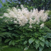 Fresh Aruncus Dioicus Goats Beard Perennial Seeds - $8.99