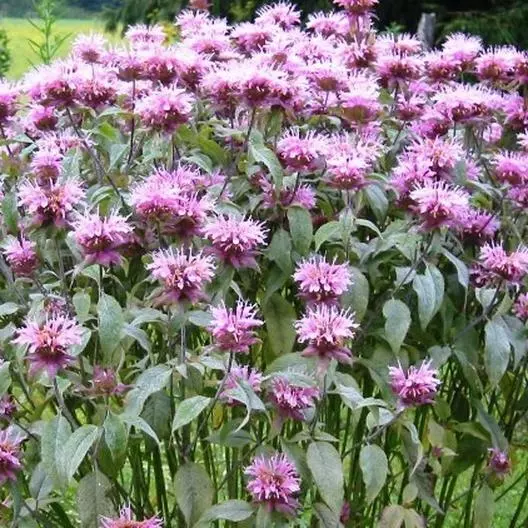 WTR Bee Balm Wild Bergamot Perennial Beneficial Bees 499 Seeds Planting Seeds - £6.97 GBP