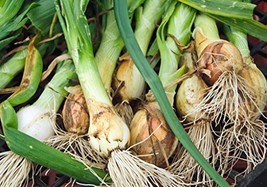 Leek, American Flag Leek Seeds, Non GMO, 25 Seeds PER Package, Great for Salads  - $1.99