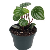 Watermelon Peperomia 4 Inch Pot Collectors Series Fresh Gardening USA Shipping - $37.67