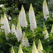 25+ Gallery White Lupine Seeds – Elegant Perennial Garden Flowers - $16.50