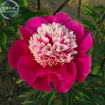 Peony Dark Red 2 Layer Petals Pink Ball Flower Seeds 5 Seeds Big Blooms ... - $8.97