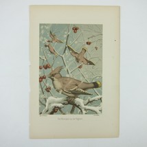 Bird Lithograph Print Waxwings Snowy Branches Winter Berries F. Flinzer Antique - £15.74 GBP