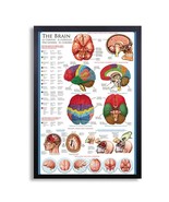 Framed Biology Posters 26&quot;x38&quot; (The Brain) - $98.01