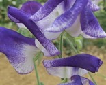 LWK 50 Solway Sapphire Semidwarf Sweet Pea Seeds Easy Grow - $12.93