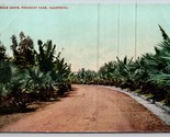 Palm Drive Piedmont Park California CA UNP Unused DB Postcard C16 - $6.88