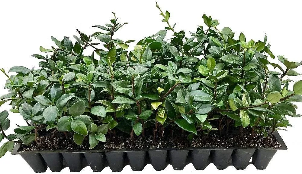 Star Jasmine Live Plants Trachelospermum Jasminoides Fragrant - £32.58 GBP