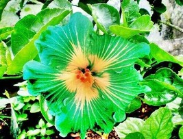 LimaJa 20 Green Yellow Hibiscus Seeds Flowers Perennial Flower Garden Seed - £4.79 GBP