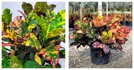 Live STARTER Plant MAGNIFICENT Croton Codiaeum Variegatum Beautiful Colors! - £34.17 GBP