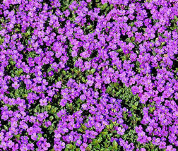 Purple Rock Cress Seeds Perennial Aubrieta Groundcover - Bulk - £7.90 GBP