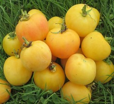 Garden Peach Tomato Seeds, Cocona, NON-GMO, Heirloom, Free Shipping - £1.48 GBP