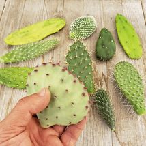 3 assorted cuttings Opuntia pad cactus Cacti Succulent real live plant - £46.00 GBP