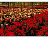 Begonia Gardens Santa Cruz California CA UNP Chrome Postcard N24 - £2.28 GBP