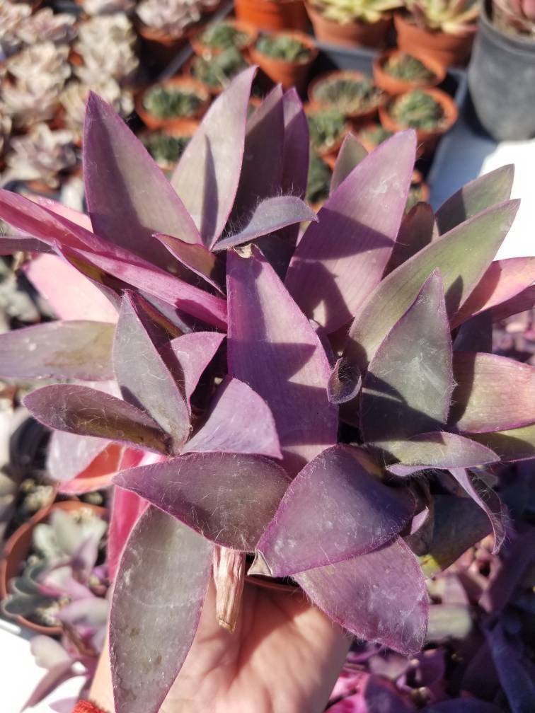 Tradescancia Padilla &quot;Purple Heart&quot; (4&quot; Pot) - $10.99