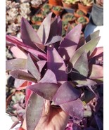 Tradescancia Padilla &quot;Purple Heart&quot; (4&quot; Pot) - $15.03 CAD