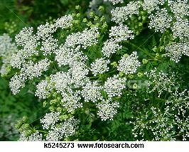 Queen Anne&#39;s Lace 500 Seeds - £5.77 GBP