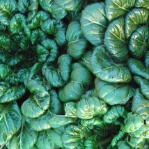 USA Seller Tatsoi 100 Seeds Fast Shipping - $12.59