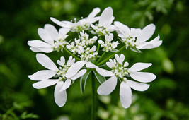 Jstore USA Orlaya grandiflora Minoan Lace White Lace Flower 20 Fresh Seeds - $14.09