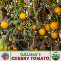 Galina&#39;s Cherry Tomato 10 Seeds, Organic, Non-GMO, Genuine USA - £10.37 GBP