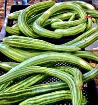 100 Plus Armenian Dark green Cucumber Seeds-Open Pollinated-NON GMO-Organic - $4.00
