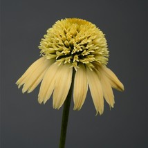 50 pcs Lemon Cream Coneflower Seed Echinacea Flower Perennial Bloom Flower Seed - £9.87 GBP