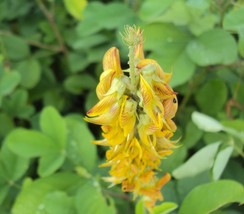 Crotalaria Pallida Smooth Rattlebox Golden Yellow Flowers Seeds Fresh USA Fast S - $14.98