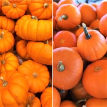 Jackbelittle And Weeblittle Mix Pumpkin Seeds Orange Mini Mix Untreated Sugar Sq - $7.90