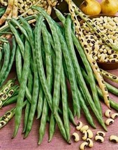 15 500 Seeds Blackeye Pea Black Eye Eyed Southern Cow Peas Heirloom Beans - $7.99