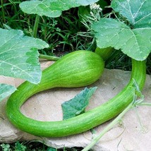 PWO Fresh Climbing Zucchini 50 Seeds Trombocino,Rampicante, Italian Trombone Squ - $8.64