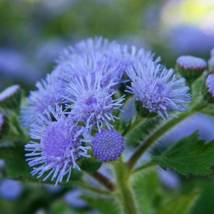 Ageratum &#39;Blue Ball&#39; Quality Flower 38 Seeds Blue Cut Indoor Flowers - £9.68 GBP
