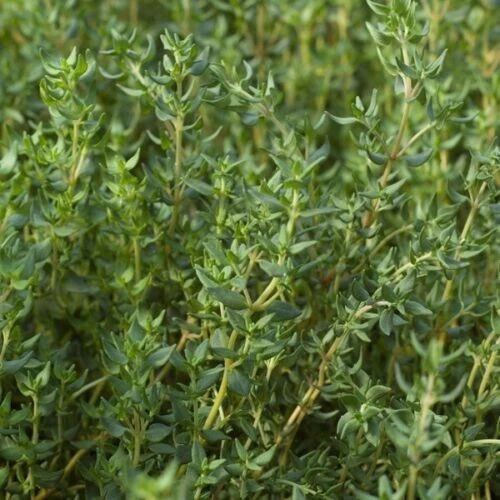 150 mg Thyme Seeds - Non-GMO / Heirloom - - $6.99