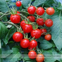 Mexico Midget Tomato Seeds 100 Seeds Garden - £5.81 GBP