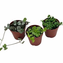 Succulent Strings Set, 3 Variegated String of Hearts, Turtles, Pearls - £21.99 GBP