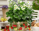 3 ORGANIC STRAWBERRY PLANTS Large Rooted - $19.95