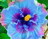 Blue Purple Hibiscus Flowers Easy To Grow Floral Garden 25 Seeds - £4.73 GBP