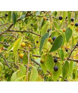 Common Hackberry - Celtis occidentalis - 25+ seeds - W 020 - £1.55 GBP