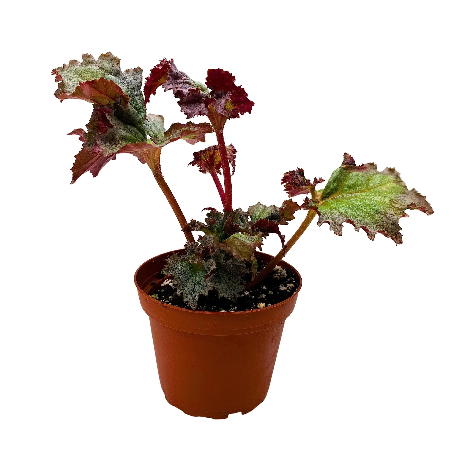 Daehnerys Begonia Begonia Rex 4 in Pot Painted-Lea - $33.75