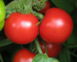 Sub Arctic Plenty Tomato Seeds 50 Determinate Vegetable Garden Fast Ship... - $8.99